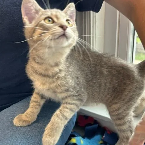 A baby small-sized male Brown / Chocolate Domestic Short Hair cat named Oogie Boogie for adoption in South Elgin, IL