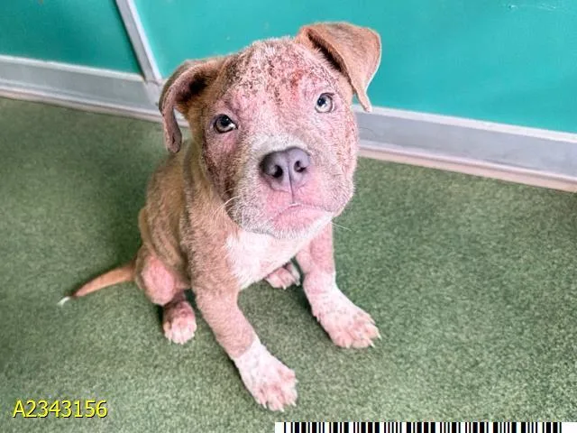 A baby small-sized female Mixed Breed dog named Precious for adoption in West Palm Beach, FL