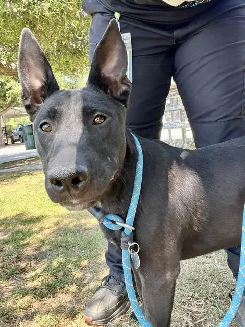 A young medium-sized female Belgian Shepherd / Malinois dog named Wednesday for adoption in Riverside, CA