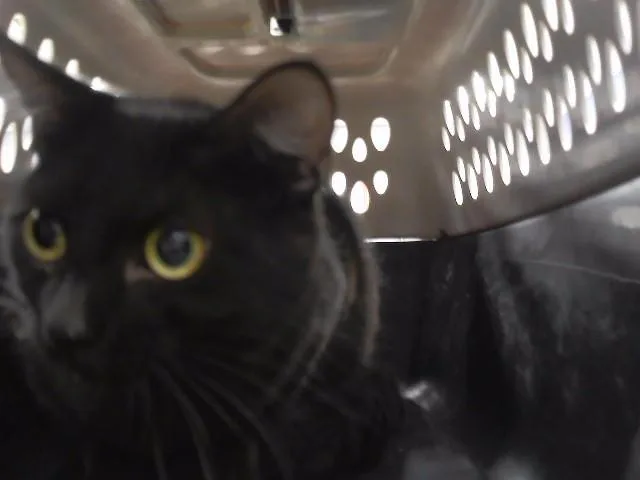 A young large-sized female Domestic Short Hair cat named Shannon for adoption in Omaha, NE