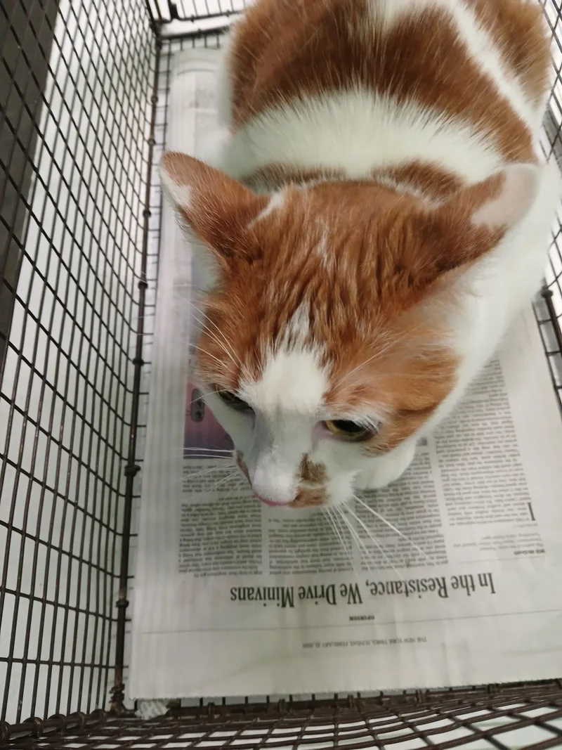 An adult large-sized male Domestic Short Hair cat named Chocho for adoption in Los Angeles, CA