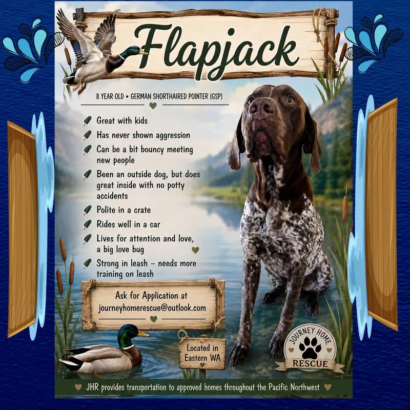 A senior medium-sized male Brown / Chocolate German Shorthaired Pointer dog named Flapjack for adoption in East Wenatchee, WA