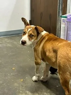 A baby medium-sized female Pit Bull Terrier dog named Cricket for adoption in Denham Springs, LA