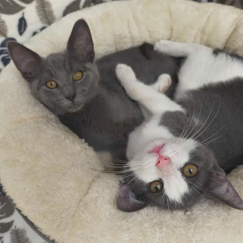 A baby small-sized male Gray / Blue / Silver Domestic Short Hair cat named Neymar for adoption in Deerfield, IL