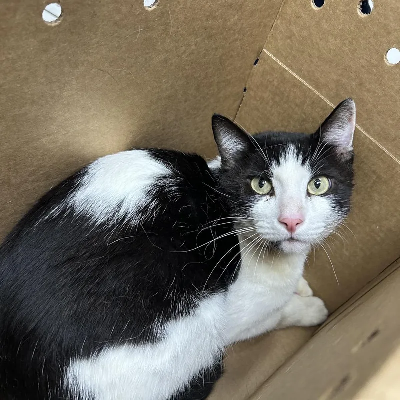 An adult medium-sized male White Domestic Short Hair cat named Vlad for adoption in Newark, NJ