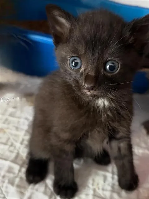 A baby small-sized male Domestic Short Hair cat named Pepper for adoption in Sacramento, CA
