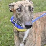 An adult large-sized male Greyhound dog named Tnt Mega Man for adoption in grandville, MI