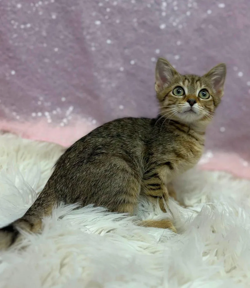 A young medium-sized female Domestic Short Hair cat named Nerissa for adoption in Clarkesville, GA