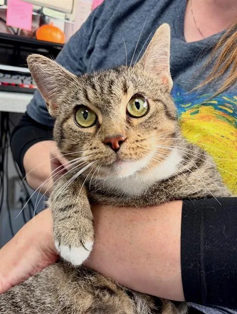 An adult medium-sized female Domestic Short Hair cat named Erika for adoption in Canfield, OH