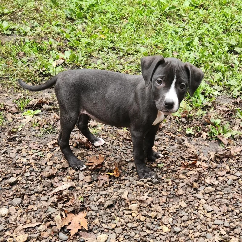 A baby medium-sized female Pit Bull Terrier dog named Jody for adoption in Farmington, MN