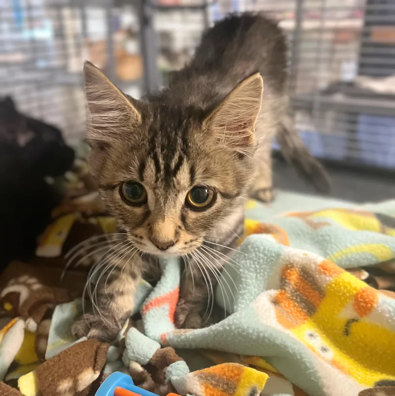 A baby medium-sized male Tabby (Brown / Chocolate) Domestic Short Hair cat named Wonton for adoption in Seville, OH