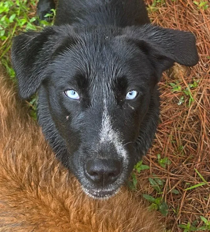 A baby large-sized female Retriever dog named Salsa for adoption in Bloomfield, CT