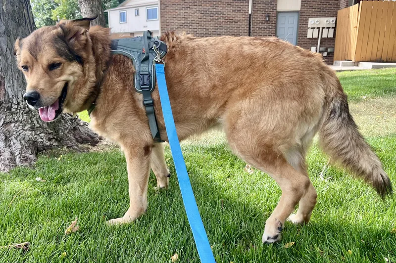 An adult large-sized male Shepherd dog named Brock for adoption in Thornton, CO