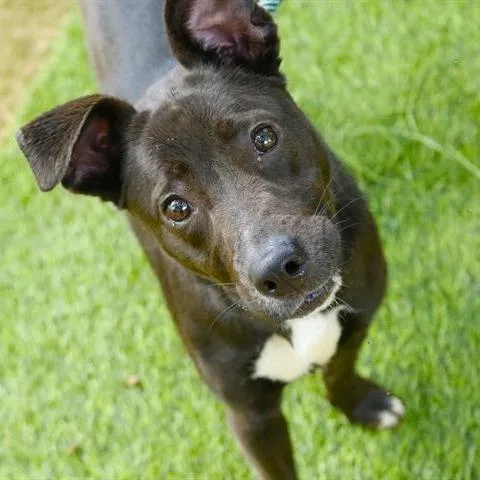 A young medium-sized female Mixed Breed dog named Pepper for adoption in Hopkinton, MA