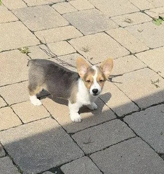 A baby small-sized male Cardigan Welsh Corgi dog named Ferb for adoption in Wheaton, IL