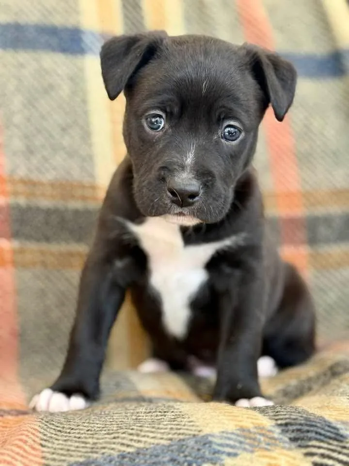 Sprout  Spring Litter