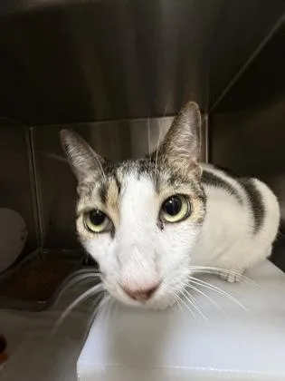 A senior small-sized female Domestic Short Hair cat named Lola for adoption in Honolulu, HI