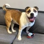 An adult medium-sized female Brown / Chocolate Mixed Breed dog named Zoey for adoption in Lansing, MI