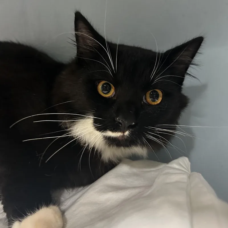 A young medium-sized male Black Domestic Short Hair cat named Ruger for adoption in Chattanooga, TN