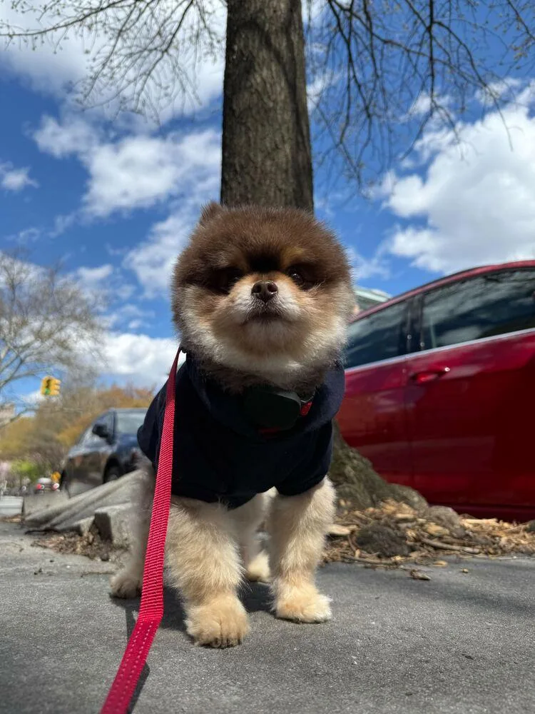 An adult small-sized male Pomeranian dog named Guri for adoption in Long Island City, NY