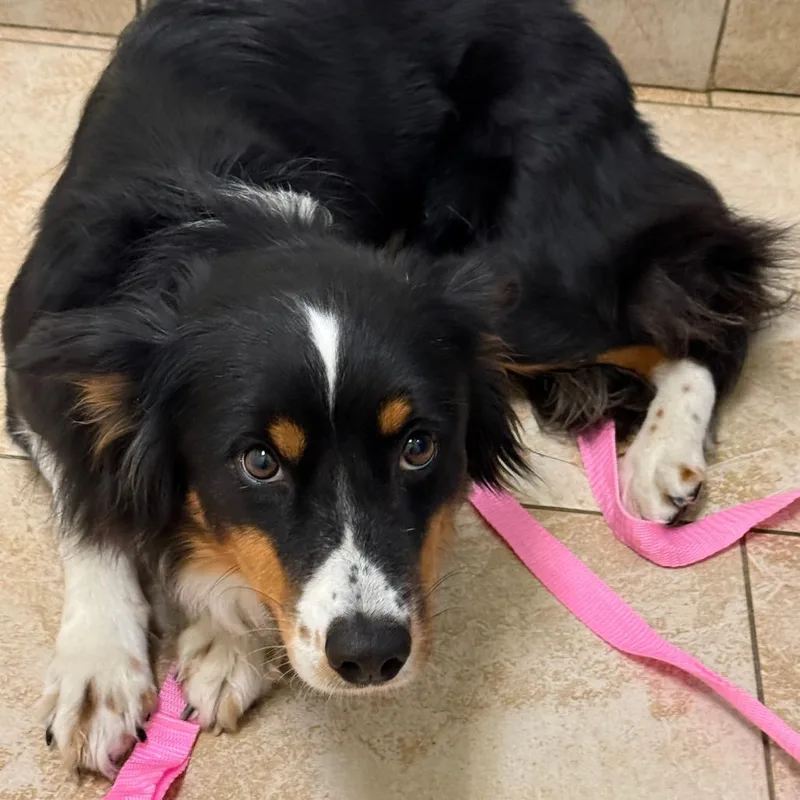 A young medium-sized female Black Australian Shepherd dog named Katara for adoption in Galveston, TX