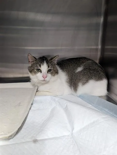 An adult small-sized male Domestic Short Hair cat named Egan for adoption in Westminster, MD