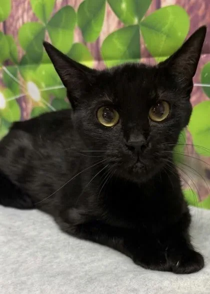 An adult medium-sized female Domestic Short Hair cat named Serena for adoption in San Antonio, TX