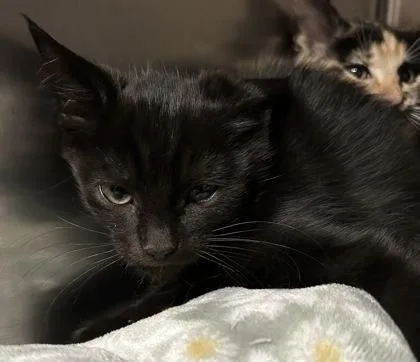 A young small-sized male Domestic Short Hair cat named Atacama for adoption in Phoenix, AZ