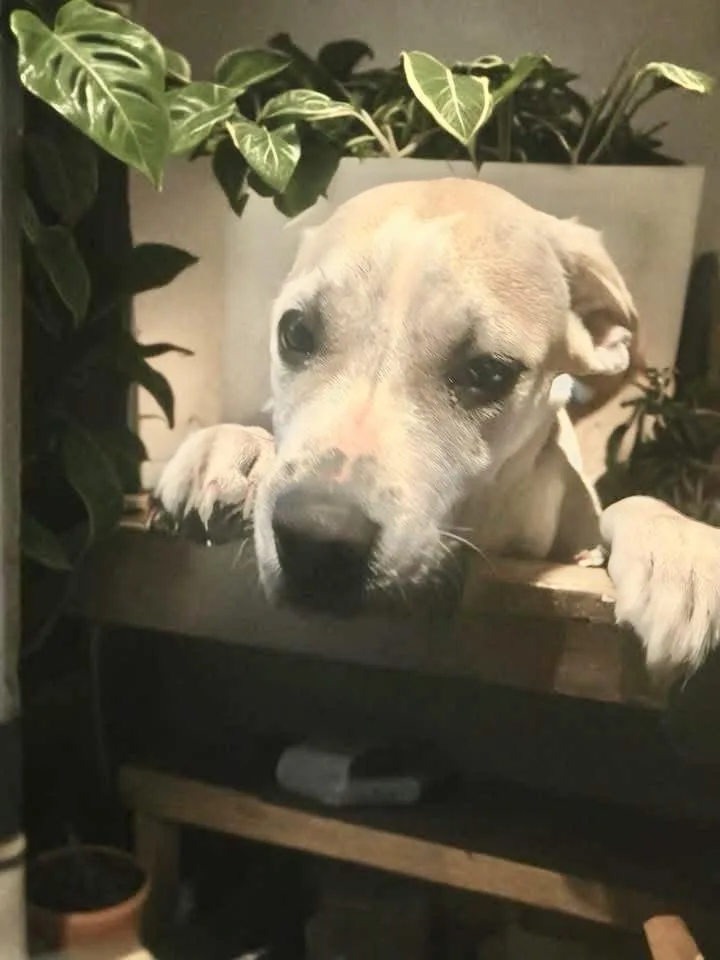 A young medium-sized female White / Cream Boxer dog named Nancy for adoption in Woodbury, NJ