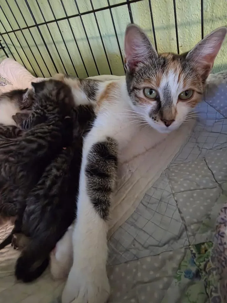 A young medium-sized female Domestic Short Hair cat named Olive for adoption in Rice Lake, WI