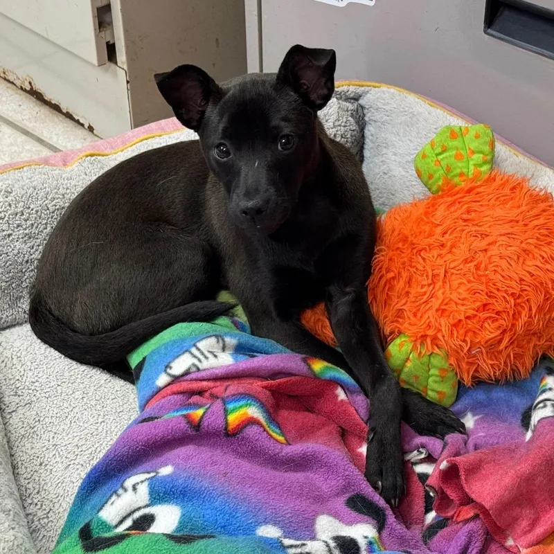 A young small-sized female Black Manchester Terrier dog named Pepper for adoption in Eureka Springs, AR