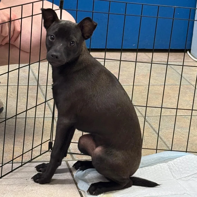 Pepper thumbnail 3