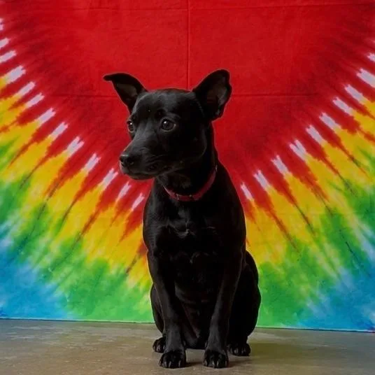 Pepper thumbnail 4