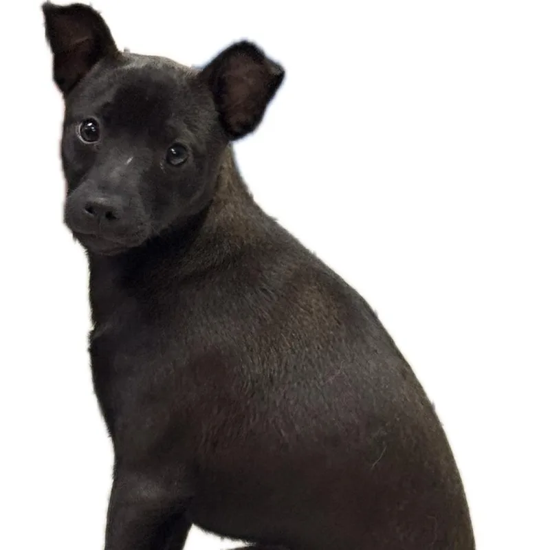 Pepper thumbnail 5