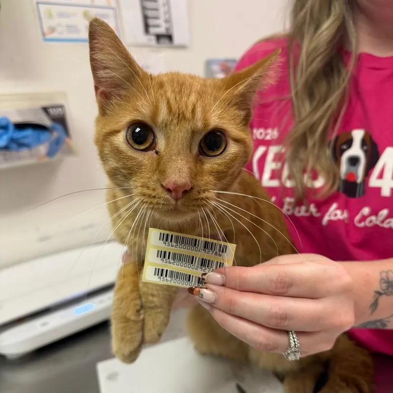 An adult medium-sized male Domestic Medium Hair cat named Red Delicious for adoption in Charleston, WV
