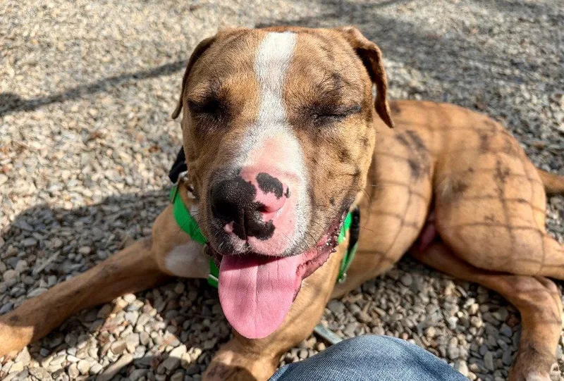 A young large-sized male Catahoula Leopard Dog dog named Moose for adoption in Sayreville, NJ