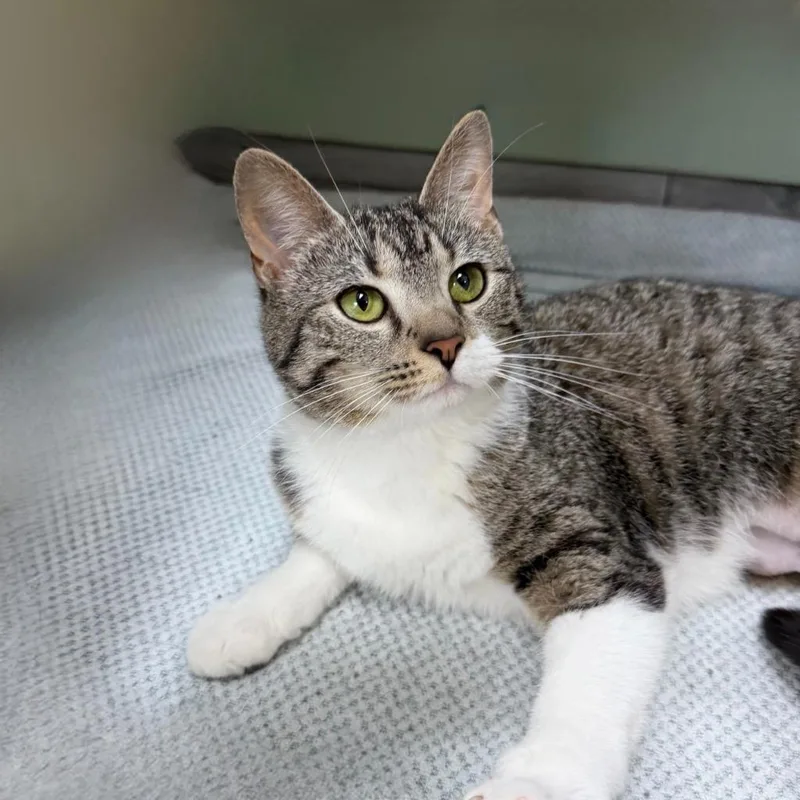A young small-sized female Domestic Short Hair cat named Molliemousse for adoption in State College, PA