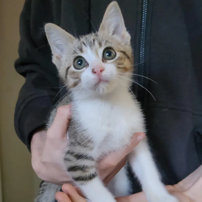 A baby small-sized male Gray / Blue / Silver Domestic Short Hair cat named Jondal for adoption in Fredericksburg, VA
