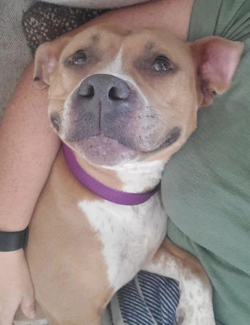 An adult medium-sized female Pit Bull Terrier dog named Adora for adoption in Germantown, OH