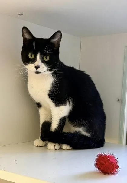 An adult medium-sized male Domestic Short Hair cat named Hawthorn for adoption in Fairfax, VA