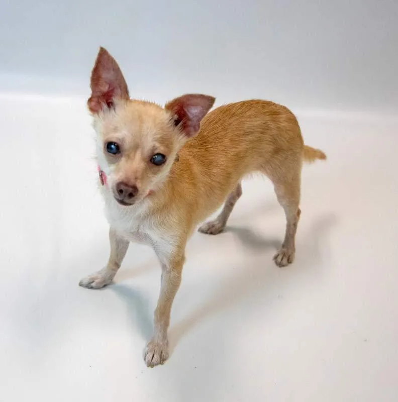 A young small-sized female Chihuahua dog named Milly for adoption in Kennesaw, GA