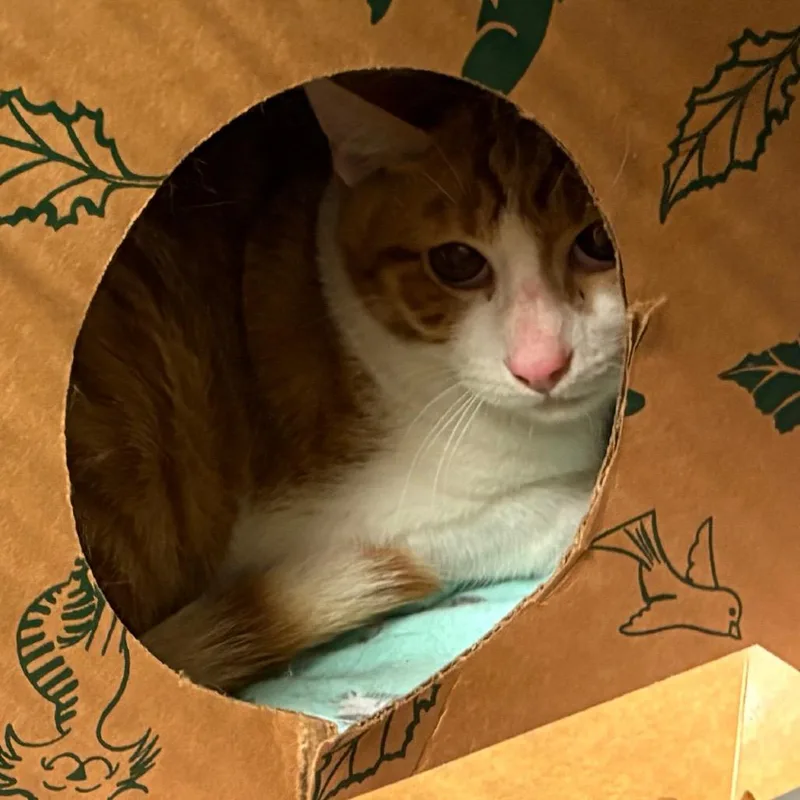King Harold