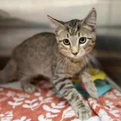 A baby small-sized male Brown / Chocolate Domestic Short Hair cat named Pharaoh for adoption in Bullhead City, AZ