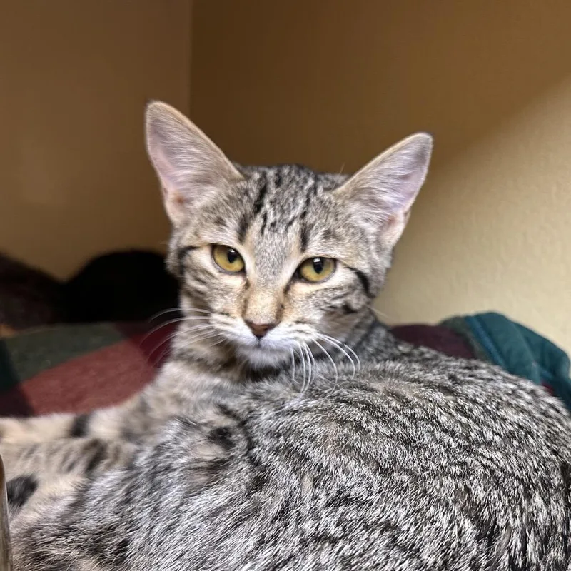 A baby small-sized female Black Domestic Short Hair cat named Arwen for adoption in Spokane, WA