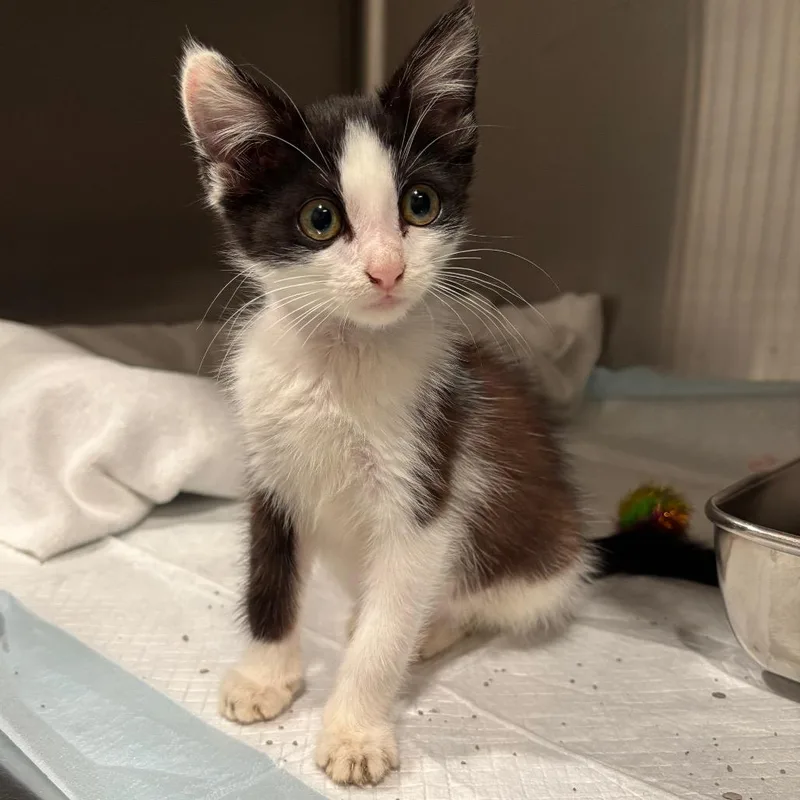 A baby small-sized female Domestic Short Hair cat named Squeak for adoption in Smithville, TN