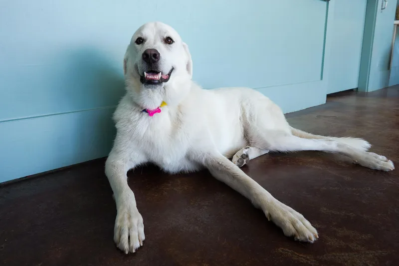 An adult large-sized male White / Cream Great Pyrenees dog named Bubba for adoption in San Antonio, TX