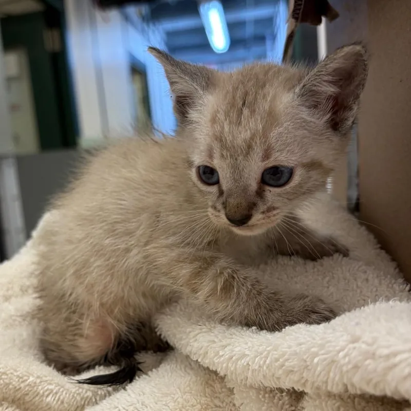 A baby small-sized male Cream / Ivory Domestic Short Hair cat named Aspen for adoption in Lake Jackson, TX