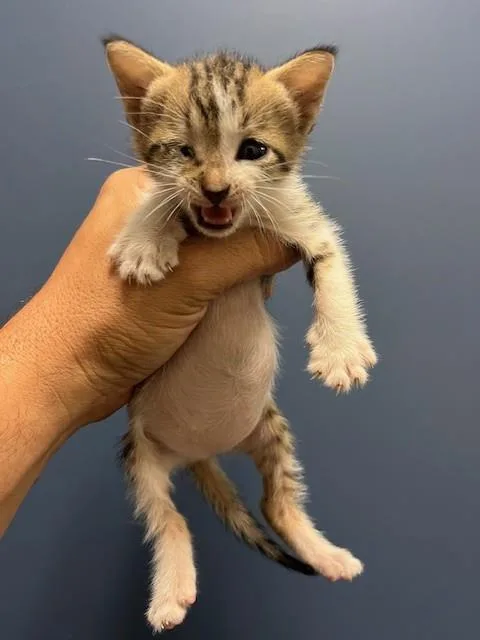 A baby small-sized female Domestic Short Hair cat named Malibu for adoption in Miami, FL