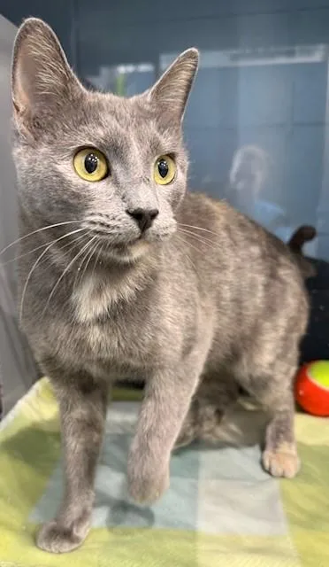 An adult medium-sized female Domestic Short Hair cat named Anetta for adoption in Port Allen, LA