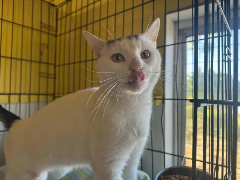 An adult medium-sized male Domestic Short Hair cat named Purrito for adoption in Ogden, UT